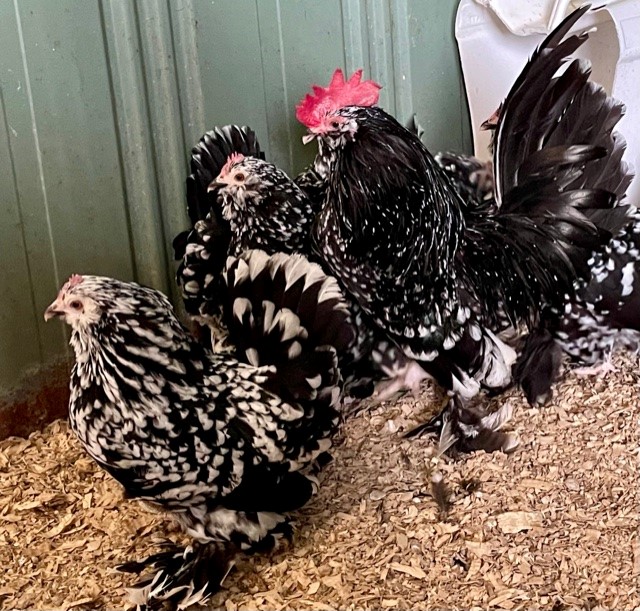 Poulty Breeds, Chickens for Sale Melbourne; Isa Brown, Red Isa
